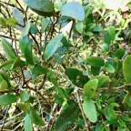 Eugenia buxifolia .bois de nèfles à petites feuilles.myrtaceae. endémique Réunion..jpeg